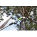 Пилка з висотою 40 В 20 см Greenworks G40PSF